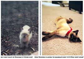 Here are some things you should know before you take the plunge. The Chameleon Cat The Color Changing Of Siamese Caution Cattitude