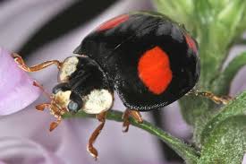 Maybe you would like to learn more about one of these? Schwarzer Kafer Mit Roten Punkten Wer Ist Es Gartenlexikon De