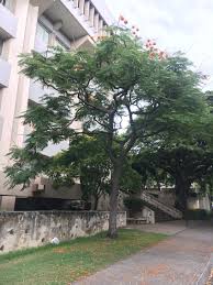 Image result for Colvillea