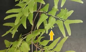 Image result for Lygodium microphyllum