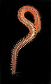 Image result for Angylocalyx vermeulenii