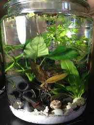 3 Gallon Planted Jar Aquarium With Red Cherry Shrimp Freshwater Aquarium Plants Red Cherry Shrimp Planted Aquarium