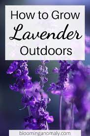 How To Grow Lavender Outdoors Growing Lavender Dried Lavender Flowers Lavender Herb