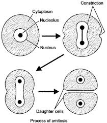 Check spelling or type a new query. Icse Solutions For Class 10 Biology Cell Division A Plus Topper