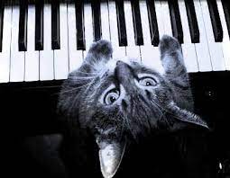 Piano Cat Cats Future Cat Lady Cute Cats And Kittens