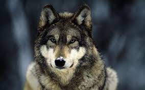 Tons of awesome wolf wallpapers hd to download for free. Wolf Hd Wallpapers Desktop And Mobile Images Photos