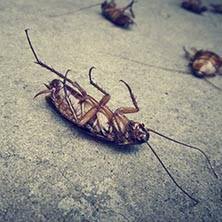 Harrisonburg, va, is located in the heavily forested shenandoah valley, an ideal habitat for ticks. Bed Bugs Roaches Ak Pest Control Central Va