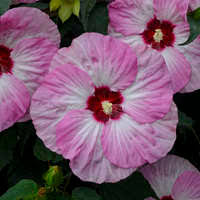 This cultivar was introduced by walters gardens in 2020. Hibiscus Evening Rose Ppaf Cpbraf Walters Gardens Inc