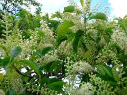 Image result for Terminalia sambesiaca