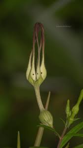 Image result for Buchnera attenuata