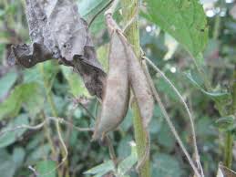 Image result for Amphicarpaea