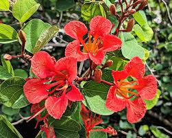 Image result for Bauhinia galpinii