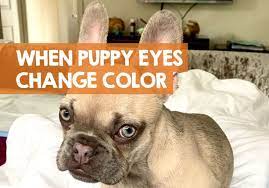 So yeah, any ideas on when puppies eyes usually change color? When Do Puppies Eyes Change Color From Blue To Permanent