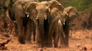 Handelsregisterbekanntmachungen und netzwerk zu thomas fritsch: Thomas Fritsch Imdb