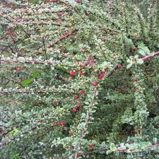 Image result for Cotoneaster microphyllus