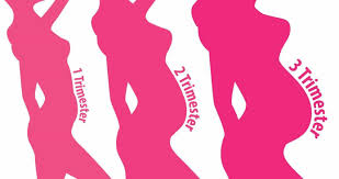 Most women suggest at least 300 rotations which takes roughly five minutes (although the ideal breast massage lasts 10 to 15.) Breast Changes During Pregnancy American Pregnancy Association