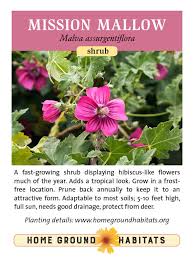 Image result for Malva