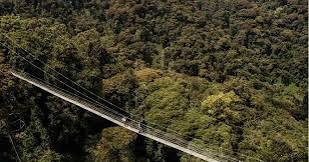 Kigali Car Rentals | Car Rental from Kigali to Nyungwe Forest 