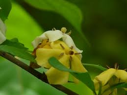 Image result for Catunaregam obovata