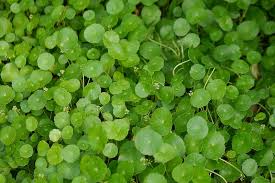 Image result for Hydrocotyle
