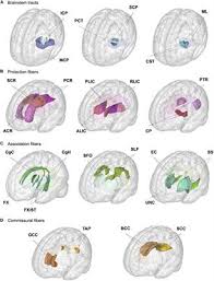 The juxtaposition demonstrates that dewey neither called for nor exemplified the. Frontiers Age Related Variations In Regional White Matter Volumetry And Microstructure During The Post Adolescence Period A Cross Sectional Study Of A Cohort Of 1 713 University Students Frontiers In Systems Neuroscience