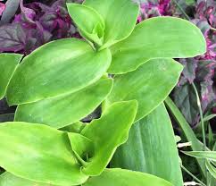 Image result for Tradescantia