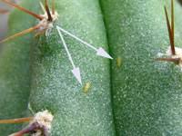 Fungus spots on cactus pads are common. Cacti Care Pests And Diseases On Line Guide To The Positive Identification Of Members Of The Cactus Family