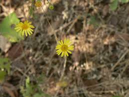 Image result for Pentanema indicum