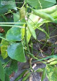 Image result for Phaseolus lunatus