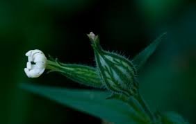 Image result for Silene kiwuensis