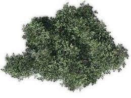 Bildergebnis Fur Olive Tree Top View