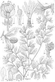 Image result for Cynometra alexandri