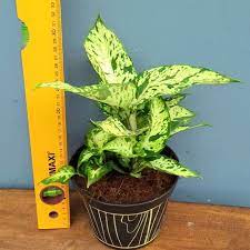 Mau dekorasi yang segar, asri dan membawa suasana sejuk yang cocok untuk rumah mungilmu? Jual Tanaman Hias Aglaonema Dieffenbachia Compacta Berkualitas