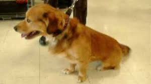 Golden Retriever Corgi Mix A Unique Designer Dog My Dog S Name