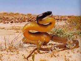 The Deadliest Snakes In The World Dailyforest Page 8 Poisonous Snakes Inland Taipan Snake