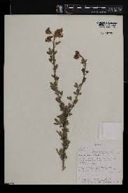 Image result for Kotschya uguenensis