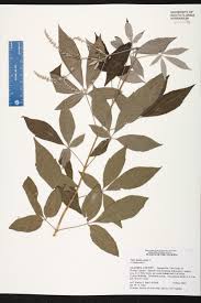 Image result for Vitex sp. A