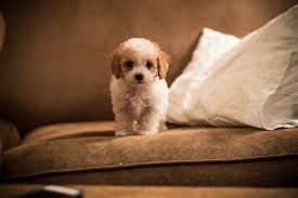 Cavapoo Puppy Cavapoo Puppy Cavoodle Cavoodle Puppy Red And White Puppy Cavapoo Puppies Cavapoo White Puppies