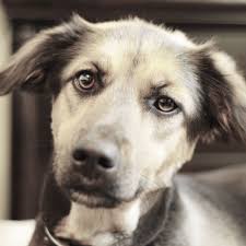 TOP 10 BEST Dog Grooming in Hamilton County, TN