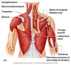 Muscle Anatomy