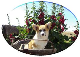 The current median price for all corgis sold is $1,575.00. Home