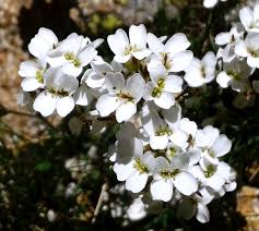 Image result for Oreophyton