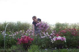 Crazy For Cosmos Floret Flowers