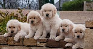 You've done your homework, tried every avenue you can find to locate that. Golden Retriever Puppies For Sale Houston Tx Petsidi