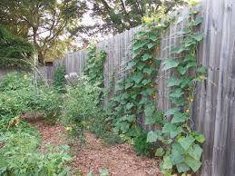 Learn how to plant, grow, and harvest cucumber plants with this growing guide from the old farmer's almanac. Trellis From Yarn Coffee To Compost