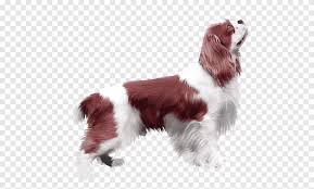 У него также слегка перепончатые ноги. Uelskij Springer Spaniel Anglijskij Springer Spaniel Kooikerhondje Kavaler King Charlz Spaniel Kitajskij Carnivoran Sobaka Like Mammal Png Pngegg