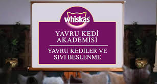 Yavru Kedilerin Su Icmesi