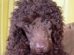 East tennessee standard poodles, knoxville, tennessee. Coco A 12 Week Old Female Poodle Puppy Had To Be Collected From A Breeder In England Pete The Vet