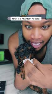 What is a Phantom Poodle? #toypoodle #poodle #poodlesoftiktok #poodles  #phantompoodle #whatisaphantompoodle #xdesignerbreeds #xpurebreds  #caninecurator #dogbreeder #poodlegenetics #poodlecolorgenetics ...