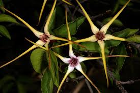 Image result for Strophanthus kombe
